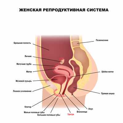 Женская уретра.jpg