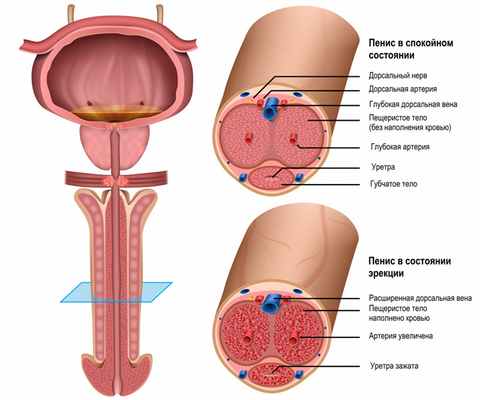 Мужская уретра.jpg