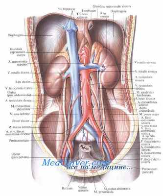 Мочеточник. Топография мочеточников. Проекции мочеточников