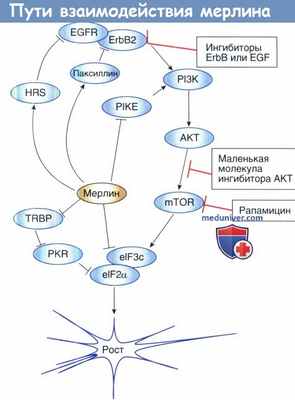 Альтернативные пути взаимодействия мерлина