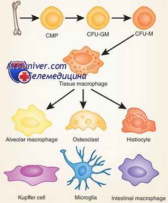 макрофаги и моноциты