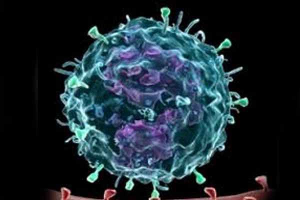 Моноцитопения