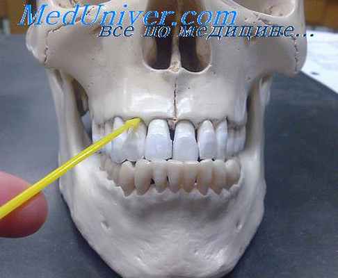 морфология протезного ложа