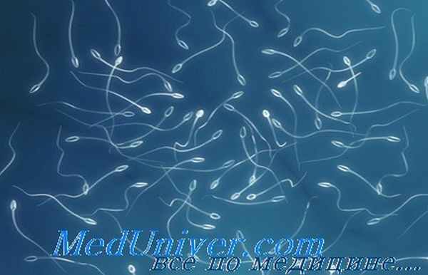 сперматозоиды