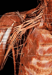 плечевое сплетение