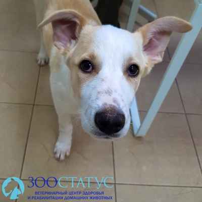 собака крипторх