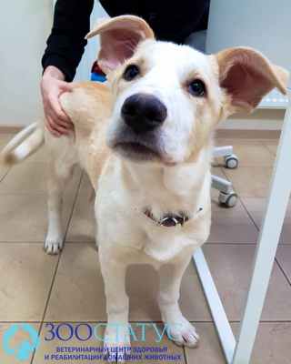 собака крипторх