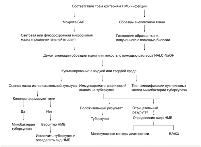 Нетуберкулезные микобактериальные инфекции: диагностика и терапия, фото 3