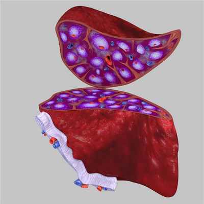 Спленомегалия