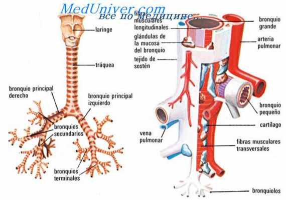 неврилеммома гортани