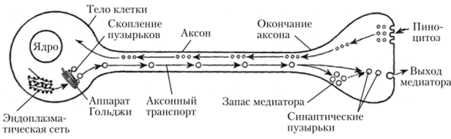 Аксонный транспорт