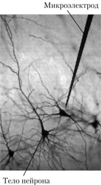 Микроэлектродные исследования нейронов коры