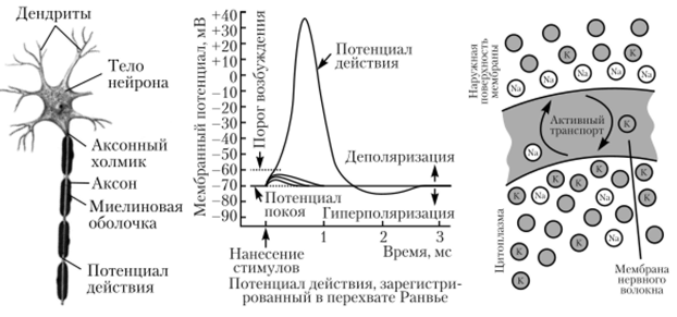 Изменение мембранного потенциала нервного волокна при возбуждении