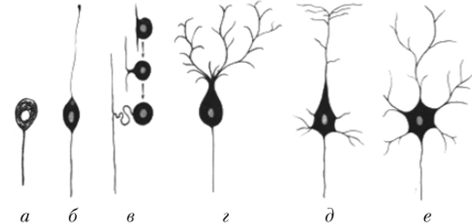 Виды нейронов
