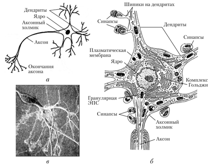 Строение нейрона