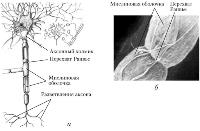Аксон, покрытый миелиновой оболочкой