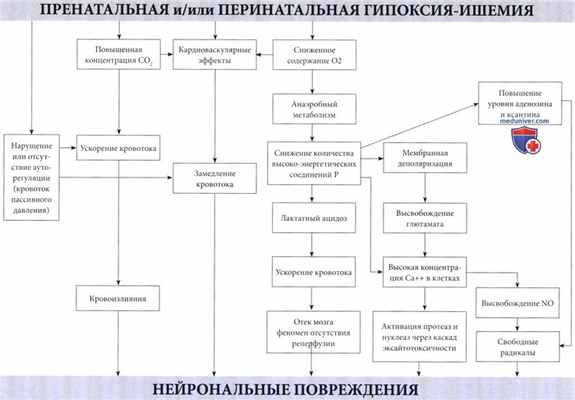 Патогенез гипоксически-ишемической энцефалопатии у новорожденного (ГИЭ, неонатальной энцефалопатии)