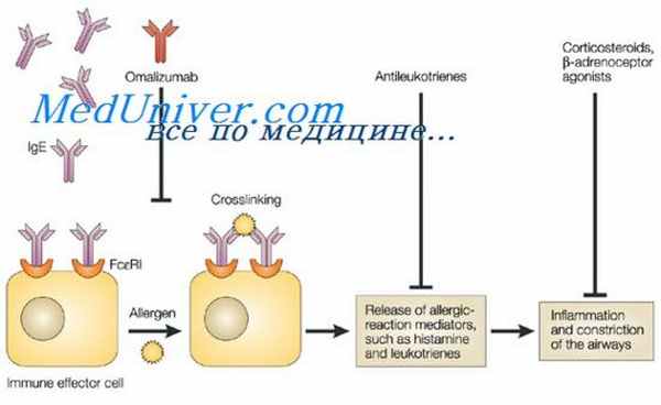 номенклатура аллергенов