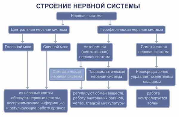 Строение нервной системы