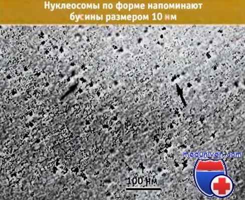 Нуклеосома