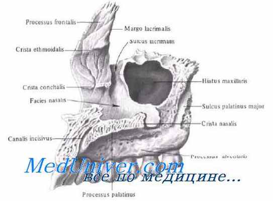 Околоносовые пазухи. Топография околоносовых пазух. Верхнечелюстная пазуха. Гаймерова пазуха. Топография верхнечелюстной