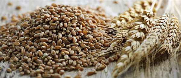 Сердечные гликозиды