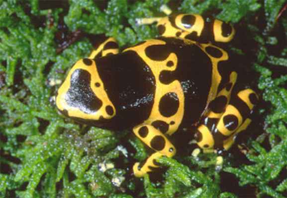 Некоторые виды лягушек-древолазов настолько ядовиты, что их яд даже используется местным населением для изготовления отравленных стрел. О своей несъедобности лягушки предупреждают яркой окраской. (Фото с сайта www.ryanphotographic.com)