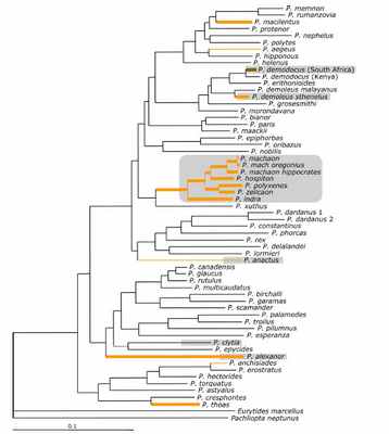 Филогенетическое древо рода Papilio. Утолщенные ветви показывают виды, развивающиеся на травянистых растениях, оранжевым цветом показано наличие узких листьев в диете личинок. Затемненным цветом показаны виды с предупреждающей окраской гусениц. Рис. из обсуждаемой статьи в PNAS