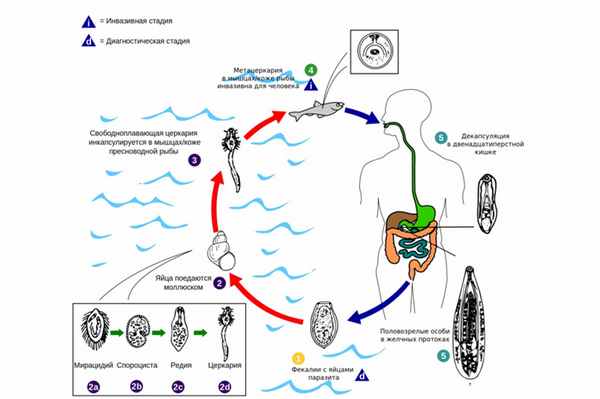 Заражение описторхозом.jpg