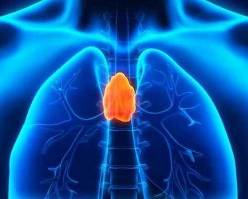 тимус, вилочковая железа.