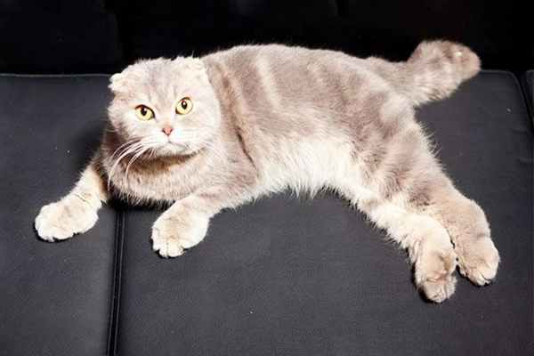 Изображение Остеохондродисплазия шотландских кошек
