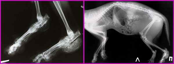 охд рентген