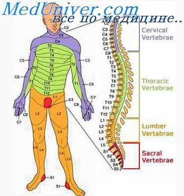 Анатомия позвоночника