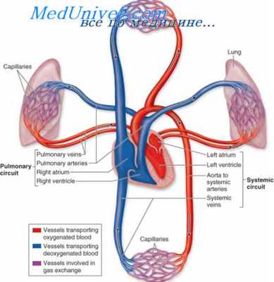 Круги кровообращения и правожелудочковая недостаточность