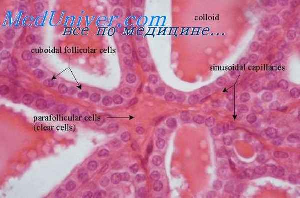 эндотелиоциты капилляров