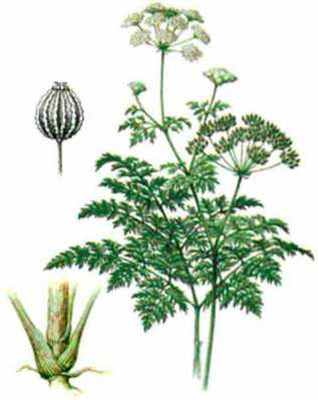 Болиголов пятнистый (Conium Maculatum )- растение, которое должны знать все.