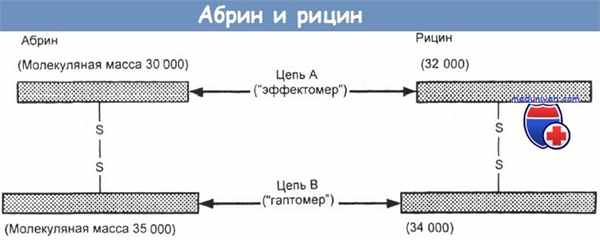 Абрин и рицин