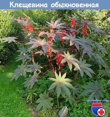Клещевина обыкновенная (Ricinus communis)