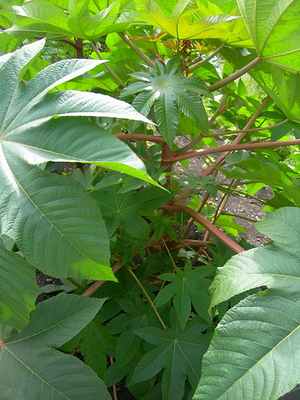 Описание этого изображения, также прокомментировано ниже