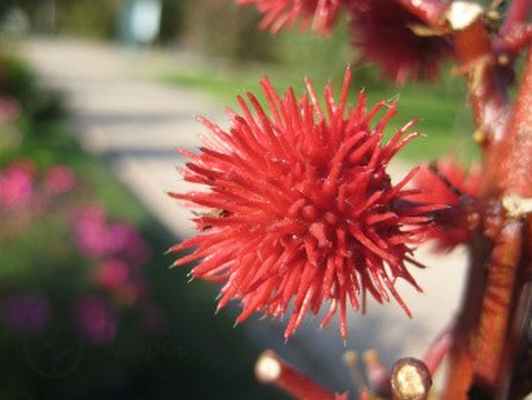 Клещевина обыкновенная