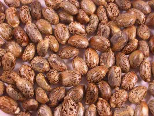 Семена клещевины