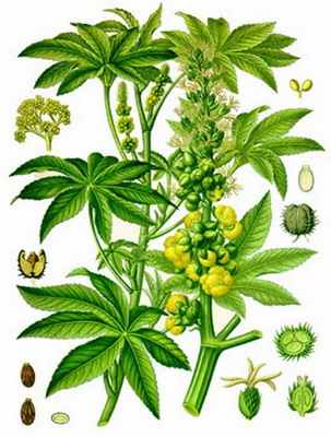 Внешний вид растения