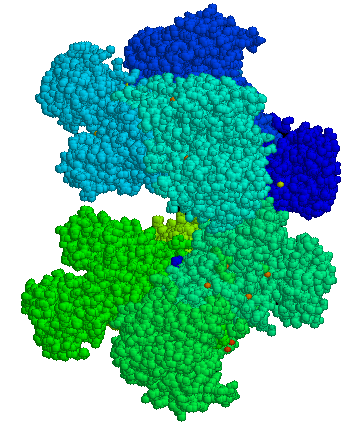 Описание изображения G6PD - 3D-структура - PDB1qki.png.