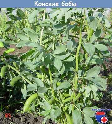 Конские бобы
