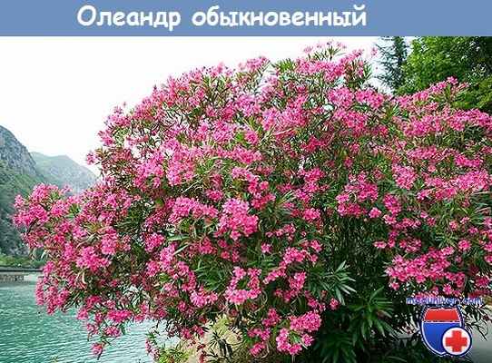 Олеандр обыкновенный