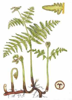 Орляк обыкновенный (Pteridium aquilinum)