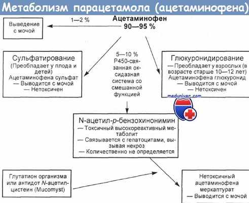 Обмен парацетамола (ацетаминофена)