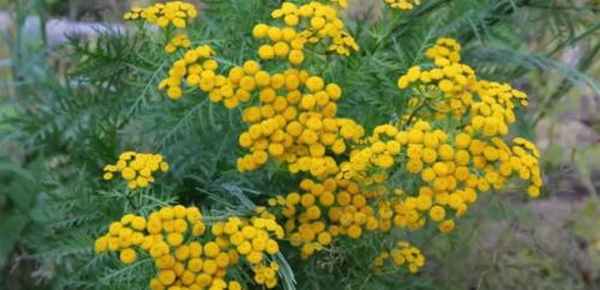 Tanacetum grossheimii википедия. Пижма девичья 01