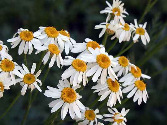 Пижма щитковая (Tanacetum corymbosum)