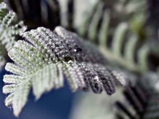 Пижма Хараджана (Tanacetum haradjanii)